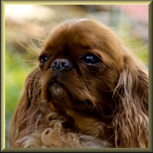 Audrey Buco Cassanova