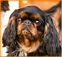 Cassiopeia Maradeco King