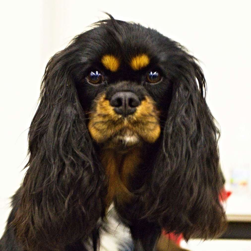 Hellen z Malého majera