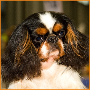 King Kasper Fapella Gray