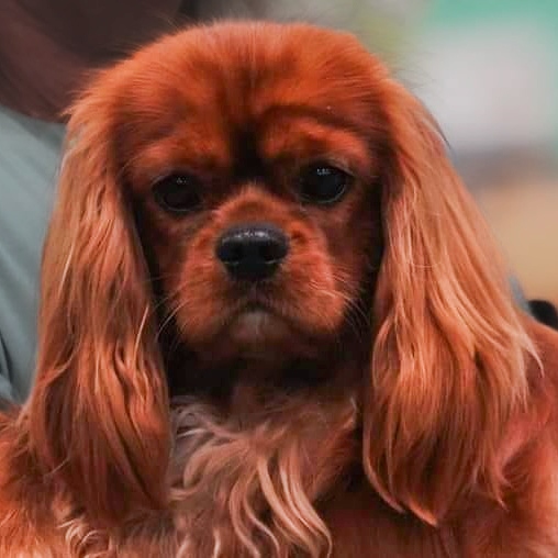 Roi du Feu z Jezerního království