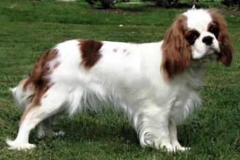 BIZZY Royal highness