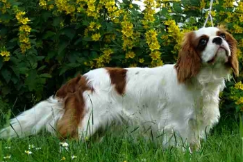 BIZZY Royal highness