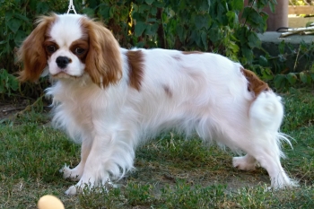 BIZZY Royal highness