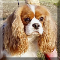 Versace Biely démon