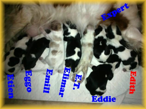 šteniatka (puppies)