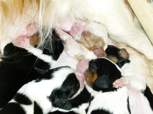 šteniatka (puppies)