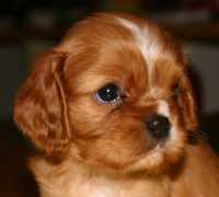 Becky Buco Cassanova