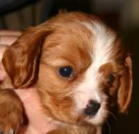 Berry Buco Cassanova