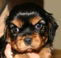 Biggy Buco Cassanova