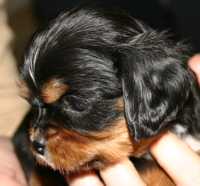 Boney Buco Cassanova