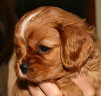 Buggy Buco Cassanova